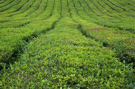 simsearch:400-04804407,k - Azores tea fields at Sao Miguel island Stock Photo - Budget Royalty-Free & Subscription, Code: 400-05883565