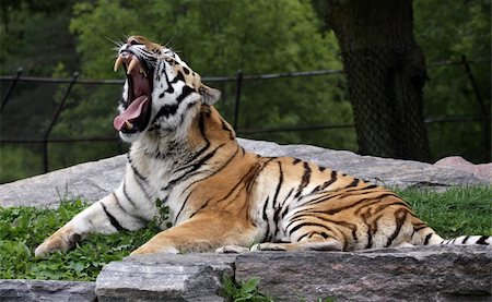 A roaring Siberian Tiger (Panthera tigris altaica) sitting in a zoo. Fotografie stock - Microstock e Abbonamento, Codice: 400-05883879