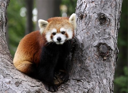 A Red Panda (Ailurus fulgens) sitting in a tree at a zoo. Stockbilder - Microstock & Abonnement, Bildnummer: 400-05883881