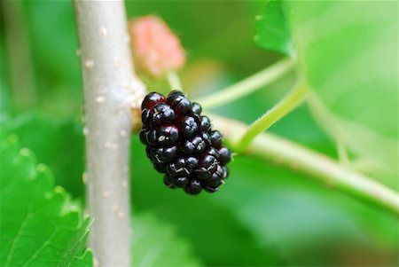 simsearch:400-05168860,k - fresh juicy ripe black mulberry in the garden Photographie de stock - Aubaine LD & Abonnement, Code: 400-05883892