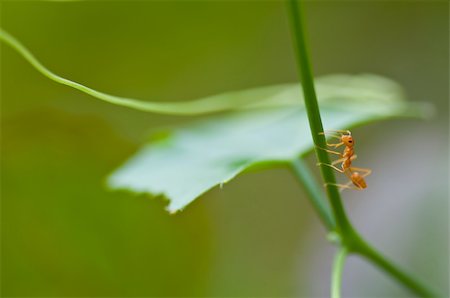 ant on green leaf Photographie de stock - Aubaine LD & Abonnement, Code: 400-05883995