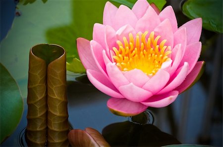 pink lotus in the pond Photographie de stock - Aubaine LD & Abonnement, Code: 400-05883997