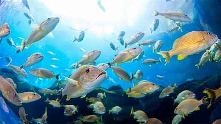 Underwater closeup image of a school of fish Foto de stock - Royalty-Free Super Valor e Assinatura, Número: 400-05894097