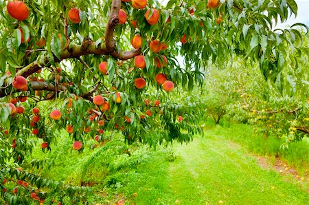 peach farm - Closeup of a peach tree brunch with ripe fruit at an orchard in Central Kentucky Stock Photo - Budget Royalty-Free & Subscription, Code: 400-05894099