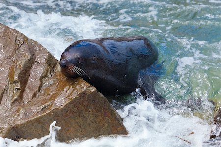 simsearch:400-06094384,k - A Hooker's Seal Lion resting on a rock on the New Zealand coast. Foto de stock - Royalty-Free Super Valor e Assinatura, Número: 400-05894092