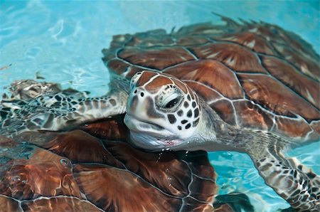 a closeup shot of a sea turtle Stock Photo - Budget Royalty-Free & Subscription, Code: 400-05894156