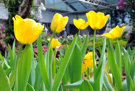 simsearch:400-05891971,k - beautiful yellow tulips Stock Photo - Budget Royalty-Free & Subscription, Code: 400-05894296