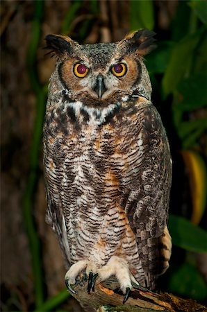 Great Horned Owl, (Bubo virginianus), also known as the Tiger Owl Stockbilder - Microstock & Abonnement, Bildnummer: 400-05894345