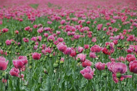 simsearch:400-04545260,k - lots of fresh pink poppy field in summer Stock Photo - Budget Royalty-Free & Subscription, Code: 400-05894340