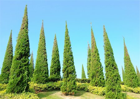 simsearch:400-04324218,k - pine trees in garden Photographie de stock - Aubaine LD & Abonnement, Code: 400-05894355
