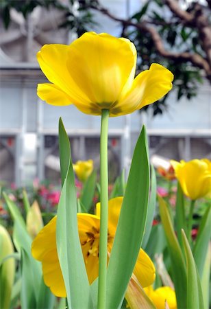 simsearch:400-06130523,k - beautiful yellow tulips Stock Photo - Budget Royalty-Free & Subscription, Code: 400-05894445