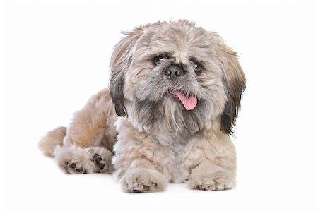 shiatsu - mixed breed of a shih tzu and pekingese dog Stockbilder - Microstock & Abonnement, Bildnummer: 400-05894814