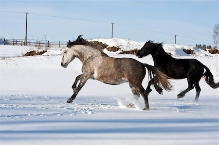 Herd of running horses in the winter Fotografie stock - Microstock e Abbonamento, Codice: 400-05895744