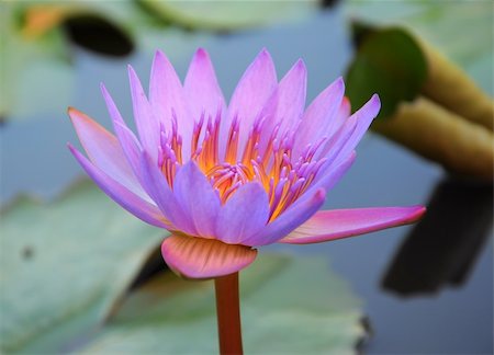 relaxing tablet lake - Blooming purple lotus flower Stock Photo - Budget Royalty-Free & Subscription, Code: 400-05895769