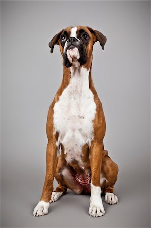 An image of a dog German Boxer Stock Photo - Budget Royalty-Free & Subscription, Code: 400-05895889