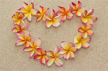 plumeria - Group of frangipani, plumeria flowers in shape of heart, on sand Photographie de stock - Aubaine LD & Abonnement, Code: 400-05895957