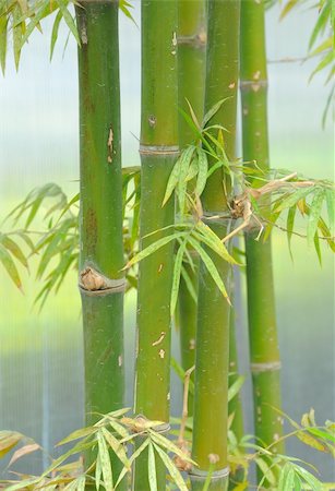 simsearch:400-04736898,k - green bamboo Stock Photo - Budget Royalty-Free & Subscription, Code: 400-05895970