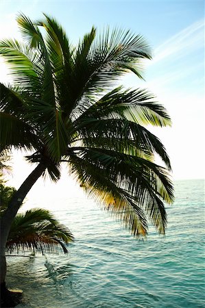 simsearch:400-04092821,k - tropical island palm sea and sky Stock Photo - Budget Royalty-Free & Subscription, Code: 400-05896234