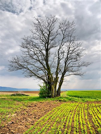 simsearch:400-05246721,k - Very old border tree standing in the middle of fields Stockbilder - Microstock & Abonnement, Bildnummer: 400-05896240