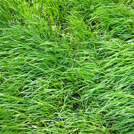 simsearch:400-07830872,k - Surface of fresh and growing green grass Stock Photo - Budget Royalty-Free & Subscription, Code: 400-05896269