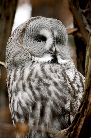 closeup portrait of a bearded owl species Foto de stock - Super Valor sin royalties y Suscripción, Código: 400-05896408