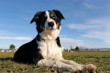 portrait of purebred border collie in the nature Stock Photo - Budget Royalty-Free & Subscription, Code: 400-05896906