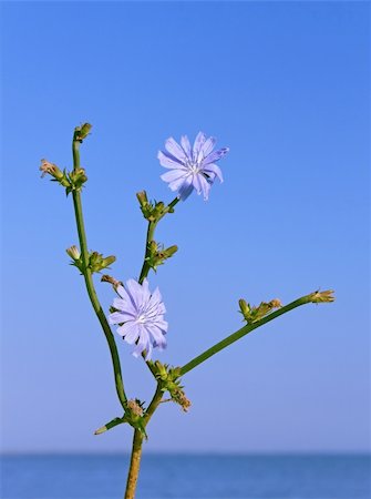 succory - Chicory plant with flowers against water and cloudless blue sky Stock Photo - Budget Royalty-Free & Subscription, Code: 400-05897145
