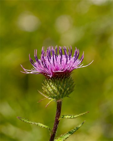 Violet flower of a burdock on green background Stock Photo - Budget Royalty-Free & Subscription, Code: 400-05897248