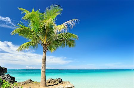 Beautiful palm tree at remote island, Philippines Stock Photo - Budget Royalty-Free & Subscription, Code: 400-05897543