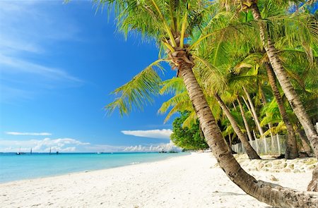 Beautiful palm tree at remote island, Philippines Stock Photo - Budget Royalty-Free & Subscription, Code: 400-05897563