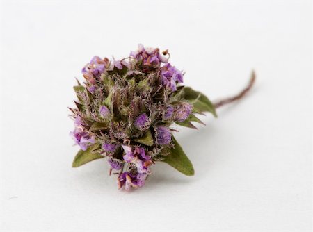 Dried thyme and leaves on white background Stockbilder - Microstock & Abonnement, Bildnummer: 400-05898312