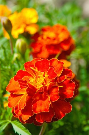 simsearch:400-04418407,k - Orange Flowers (Tagetes) on the background of greenery on a bed Stockbilder - Microstock & Abonnement, Bildnummer: 400-05898372
