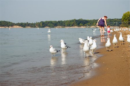 simsearch:400-04596901,k - Seagulls on a beach shore with mother and baby walking in the background Stock Photo - Budget Royalty-Free & Subscription, Code: 400-05898545