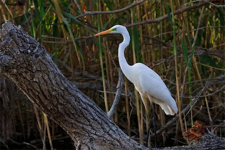 great white egret (Egretta alba) in Danube Delta, Romania Stock Photo - Budget Royalty-Free & Subscription, Code: 400-05898857