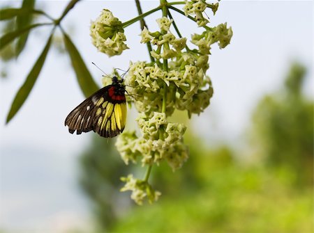 simsearch:400-07626311,k - Butterfly on white blossom in nature Thailand Stock Photo - Budget Royalty-Free & Subscription, Code: 400-05898951