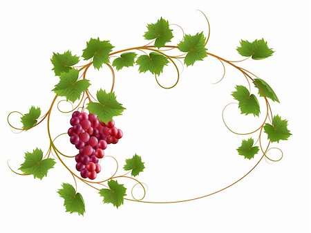 Red vine on a white background Stock Photo - Budget Royalty-Free & Subscription, Code: 400-05899048