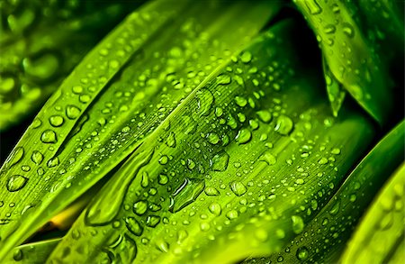 simsearch:400-09223422,k - a lot of water drops over a green leaf Foto de stock - Royalty-Free Super Valor e Assinatura, Número: 400-05899284