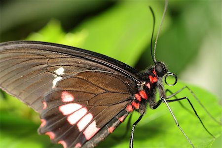 simsearch:400-04330574,k - Butterfly in the nature Foto de stock - Super Valor sin royalties y Suscripción, Código: 400-05899309