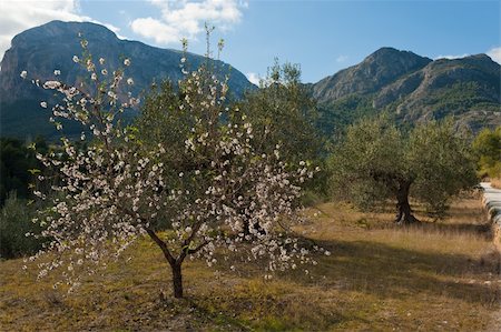 simsearch:400-06083036,k - Olive and almond trees mixed, Mediterranean agriculture Stock Photo - Budget Royalty-Free & Subscription, Code: 400-05899348