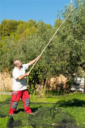 simsearch:400-06178159,k - Traditional olive harvest, using poles and nets Foto de stock - Super Valor sin royalties y Suscripción, Código: 400-05899359