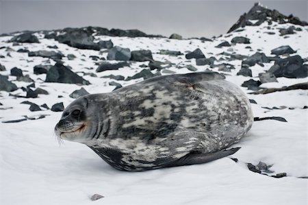 simsearch:400-07087477,k - The grey seal has a rest on stones in Antarctica Foto de stock - Royalty-Free Super Valor e Assinatura, Número: 400-05899532