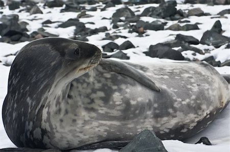 simsearch:400-07087477,k - The grey seal has a rest on stones in Antarctica Foto de stock - Royalty-Free Super Valor e Assinatura, Número: 400-05899533