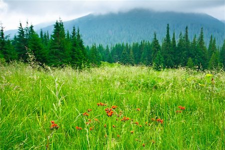simsearch:400-06925688,k - Beautiful mountains landscape in Carpathian Photographie de stock - Aubaine LD & Abonnement, Code: 400-05899547