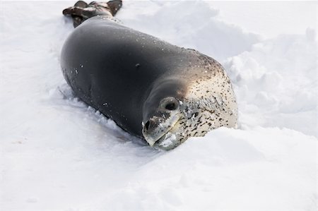 simsearch:400-07087477,k - The grey seal has a rest  in Antarctica Foto de stock - Royalty-Free Super Valor e Assinatura, Número: 400-05899543