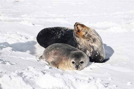 simsearch:400-04299241,k - Seals rests on the snowy slopes of the Antarctic Stock Photo - Budget Royalty-Free & Subscription, Code: 400-05899573