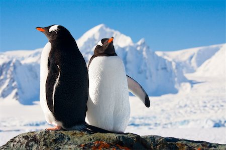 Two penguins dreaming sitting on a rock, mountains in the background Stock Photo - Budget Royalty-Free & Subscription, Code: 400-05899585