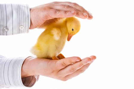 Little yellow duckling in human hands Stock Photo - Budget Royalty-Free & Subscription, Code: 400-05899589