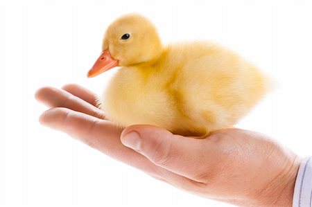 Little yellow duckling in human hands Stock Photo - Budget Royalty-Free & Subscription, Code: 400-05899593