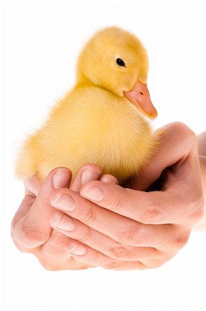 simsearch:400-04277046,k - Little yellow duckling in human hands Foto de stock - Royalty-Free Super Valor e Assinatura, Número: 400-05899604