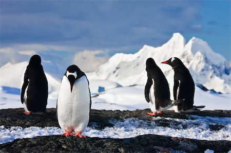 penguin on mountain - penguins dreaming sitting on a rock in Antarctica, mountains in the background Photographie de stock - Aubaine LD & Abonnement, Code: 400-05899603